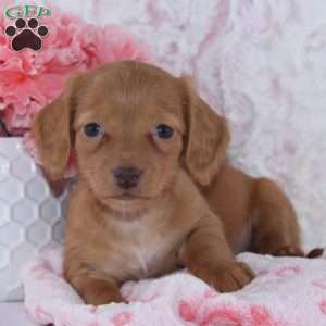 Brianna, Dachshund Puppy
